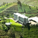 Tea Factories