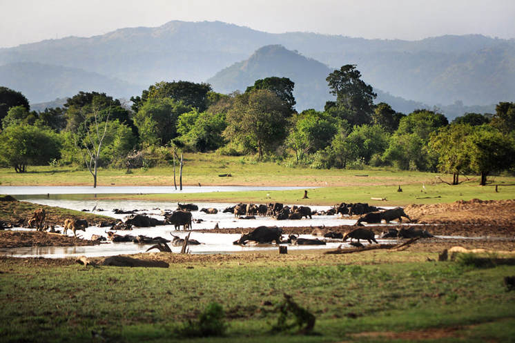 Read more about the article Udawalawa National Park