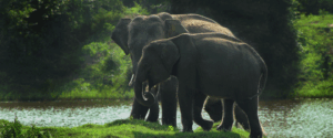 Read more about the article Yala National Park