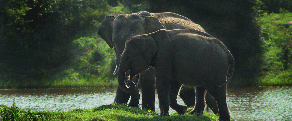 Read more about the article Yala National Park